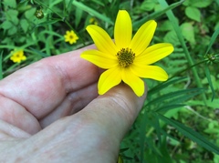 Bidens trichosperma