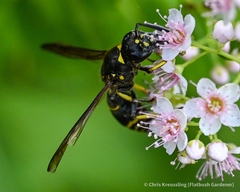 Ancistrocerus antilope