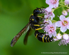 Ancistrocerus antilope