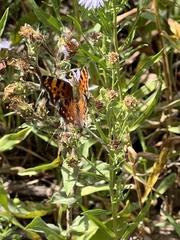 Polygonia faunus