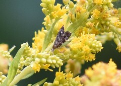 Anthophila fabriciana