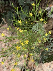 Hypericum gentianoides
