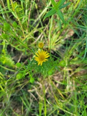 Grindelia lanceolata
