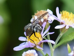 Graphomya maculata