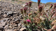 Chaenactis douglasii