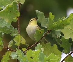 Phylloscopus sibilatrix