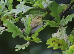 Phylloscopus sibilatrix