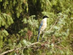 Cyanopica cooki