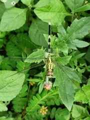 Orthetrum sabina