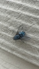Diptera