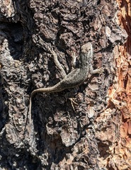 Sceloporus tristichus