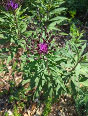 Vernonia noveboracensis