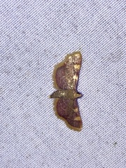 Hypsopygia costalis