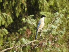 Cyanopica cooki