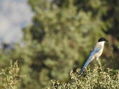 Cyanopica cooki