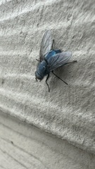 Diptera