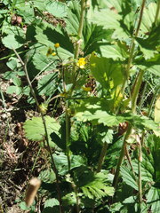 Geum aleppicum