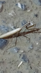 Mantis religiosa