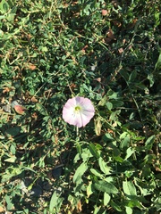 Convolvulus arvensis