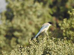 Cyanopica cooki