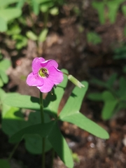 Oxalis drummondii