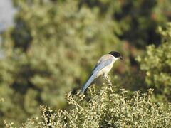 Cyanopica cooki