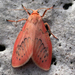 Miltochrista - Photo (c) Drinker Moth, μερικά δικαιώματα διατηρούνται (CC BY-NC-SA)
