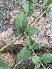 Boerhavia coccinea