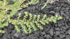 Euphorbia thymifolia