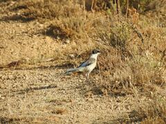 Cyanopica cooki