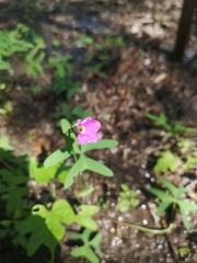 Oxalis drummondii
