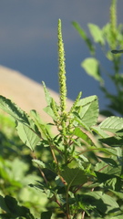 Amaranthus viridis