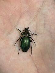 Carabus billbergi