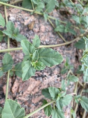 Boerhavia coccinea