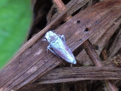 Tretogonia
