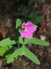 Oxalis drummondii