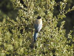 Cyanopica cooki