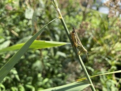 Melanoplini