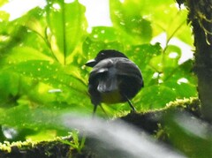 Bangsia melanochlamys