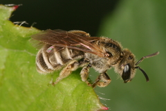 Halictus