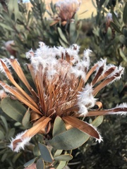 Protea laurifolia
