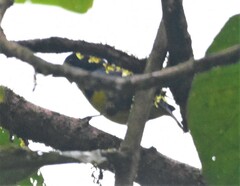 Bangsia melanochlamys