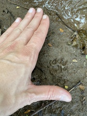 Genetta maculata