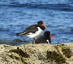 Haematopus ostralegus