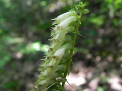 Digitalis micrantha