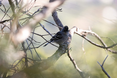 Thamnophilus pelzelni