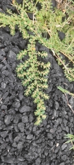 Euphorbia thymifolia