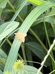 Pyraustini