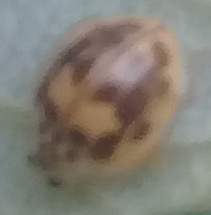 Psyllobora confluens