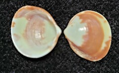 Laevicardium mortoni